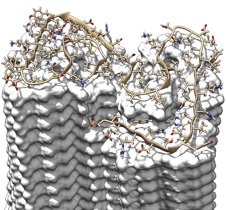 Querschnitt durch die Fibrille, in dem die stufenweise überlappende Anordnung der Aβ-Proteine deutlich wird. Bild: Forschungszentrum Jülich/HHU Düsseldorf/Gunnar Schröder